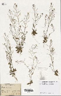 spécimen de Arabidopsis thaliana
