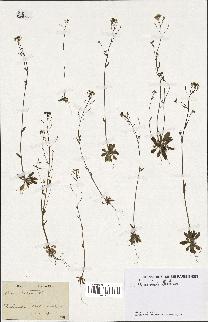 spécimen de Arabidopsis thaliana