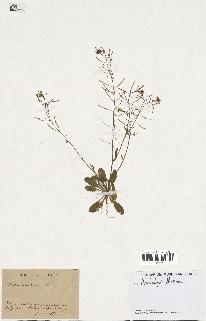 spécimen de Arabidopsis thaliana