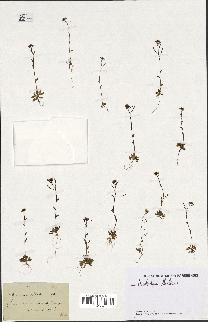 spécimen de Arabidopsis thaliana
