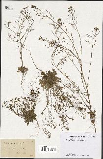 spécimen de Arabidopsis thaliana