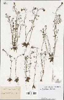 spécimen de Arabidopsis thaliana