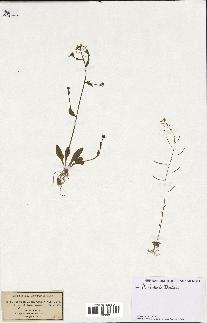 spécimen de Arabidopsis thaliana