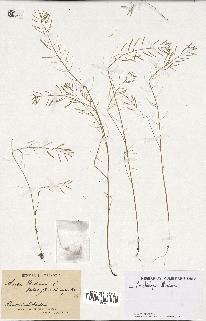 spécimen de Arabidopsis thaliana
