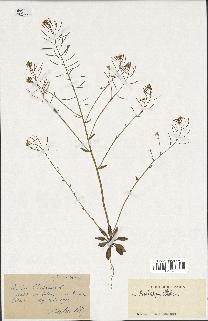 spécimen de Arabidopsis thaliana