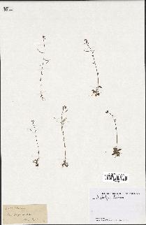 spécimen de Arabidopsis thaliana
