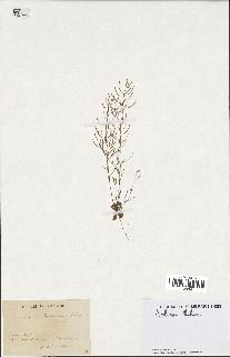 spécimen de Arabidopsis thaliana