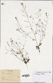 spécimen de Arabidopsis thaliana