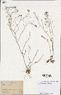 spécimen de Arabidopsis thaliana