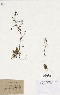 spécimen de Arabidopsis thaliana