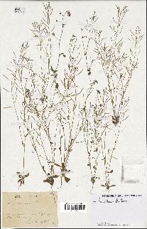 spécimen de Arabidopsis thaliana