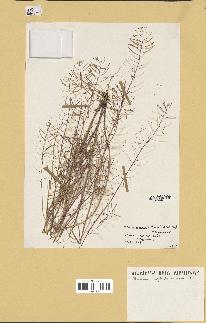 spécimen de Arabidopsis thaliana