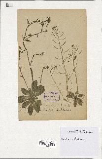 spécimen de Arabidopsis thaliana