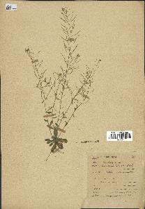 spécimen de Arabidopsis thaliana