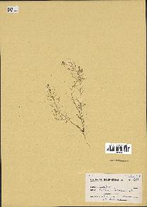 spécimen de Arabidopsis thaliana