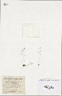 spécimen de Arabidopsis thaliana