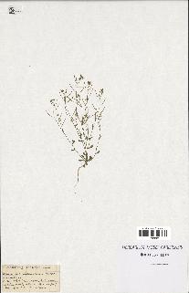 spécimen de Arabidopsis thaliana