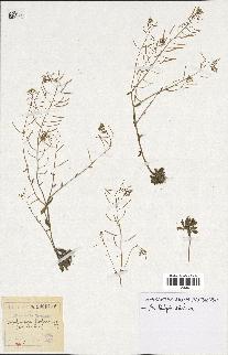 spécimen de Arabidopsis thaliana