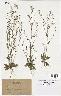 spécimen de Arabidopsis thaliana