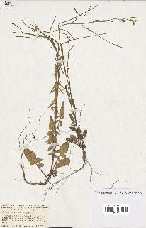 spécimen de Sisymbrium orientale