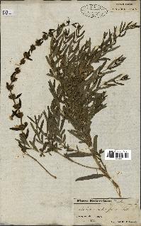 spécimen de Heimia salicifolia