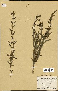 spécimen de Heimia salicifolia