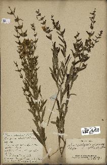 spécimen de Heimia salicifolia