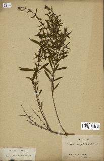 spécimen de Heimia salicifolia