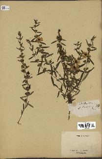 spécimen de Heimia salicifolia