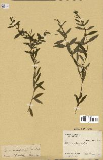 spécimen de Heimia salicifolia