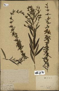 spécimen de Heimia salicifolia