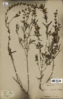 spécimen de Heimia salicifolia