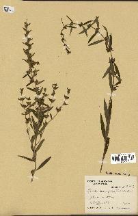 spécimen de Heimia salicifolia