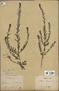 spécimen de Lythrum hyssopifolia