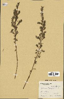 spécimen de Lythrum hyssopifolia