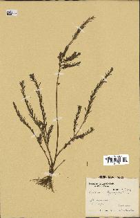 spécimen de Lythrum hyssopifolia