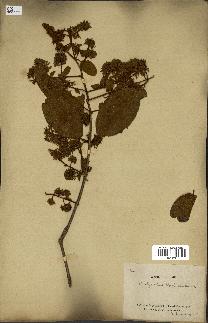 spécimen de Getonia floribunda