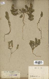 spécimen de Alyssum calycinum
