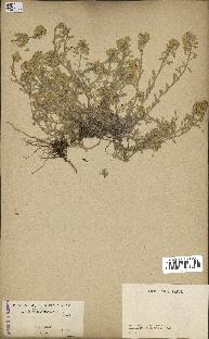 spécimen de Alyssum montanum