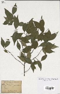 spécimen de Eugenia sp.