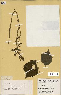 spécimen de Waltheria americana