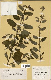 spécimen de Waltheria americana