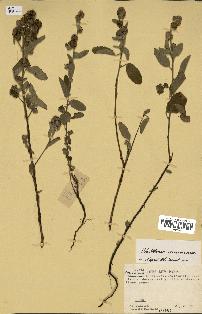 spécimen de Waltheria americana