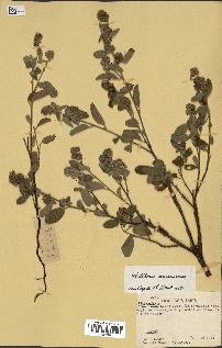 spécimen de Waltheria americana