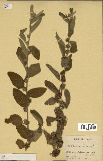 spécimen de Waltheria americana