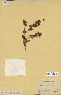 spécimen de Waltheria americana