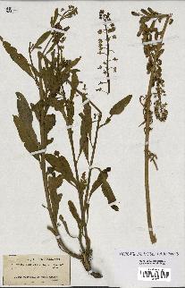 spécimen de Reseda lanceolata