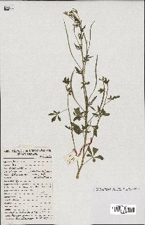 spécimen de Cleome viscosa