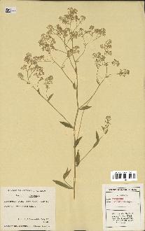 spécimen de Lepidium latifolium