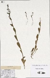 spécimen de Calepina corvini